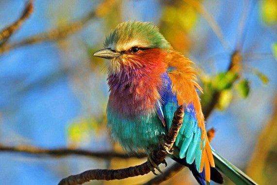 Figura 1.- Carraca lila (Coracias caudata). A lo largo del tiempo y en todas las culturas, las aves han enviado señales acerca de la salud del medio ambiente. Crédito: Anthony Goldman