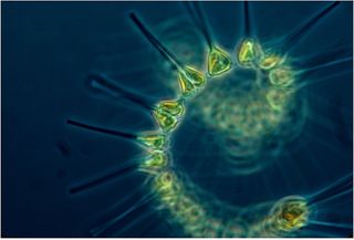 El calentamiento global podría detener la producción de oxígeno del fitoplancton
