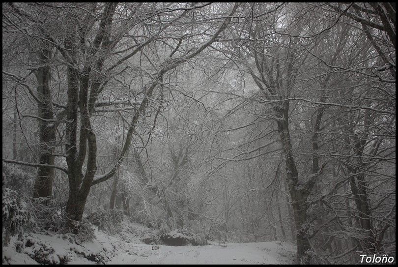 Caminando entre el hayedo nevado