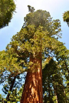 Los árboles hablan con los satélites para mejorar las cosechas forestales