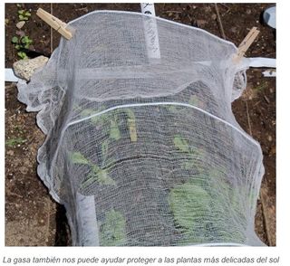 Meteorología adversa y huerto-jardín: consejos