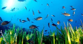 La acidificación del océano altera el metabolismo de las bacterias