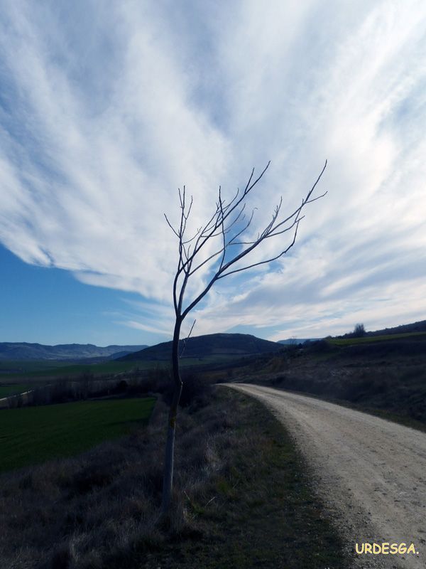 El árbol de nubes