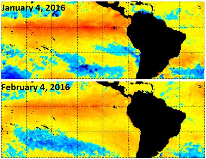 Cambios rápidos en las anomalías de la temperatura del agua del mar en el último mes en la zona del Pacífico tropical. Fuente: NOAA.
