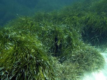 Praderas de Posidonia oceanica en Formentera. Imagen: Miguel A. Mateo