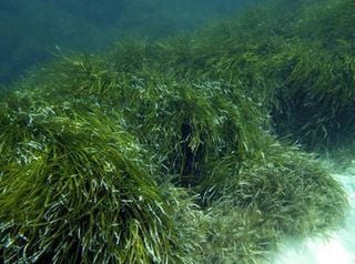 Las praderas submarinas almacenan el doble de carbono que los bosques