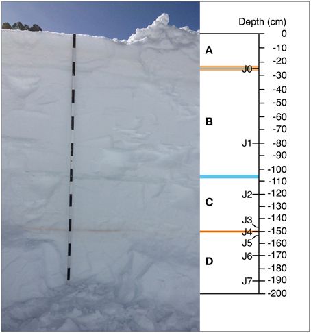 Perfil vertical de nieve en Jungfraujoch con capas de nieve rosa asociadas a entradas de polvo. (Cortesía de: Meola M, Lazzaro A and Zeyer J )