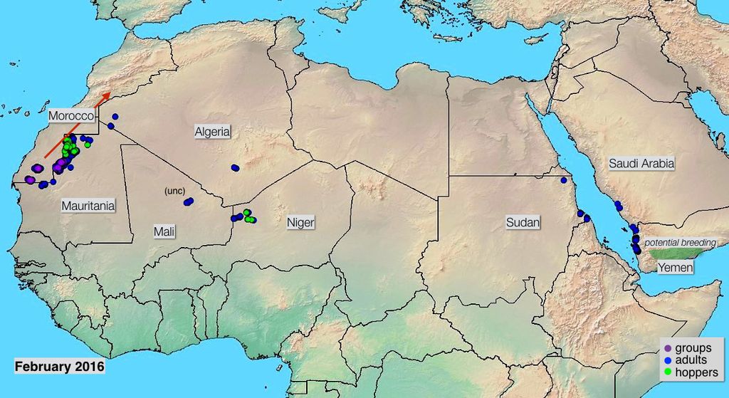 Mapas de avistamientos de grupos, tolvas y adultos de langostas del desierto, FAO