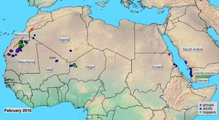 Se avistan algunas langostas del desierto en algunos puntos de Canarias