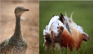 Aves esteparias y cambio climático