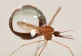 ¿Cómo vuelan los mosquitos en la lluvia?