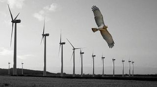 Un sistema radar evita que las aves choquen contra los aerogeneradores eólicos