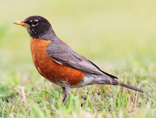 Cambio climático y poblaciones de aves comunes de Europa y Estados Unidos