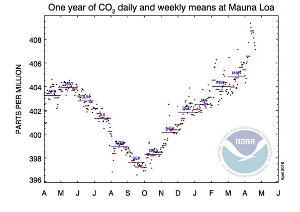 Valores de las concentraciones de dióxido de carbono medidos en Mauna Loa, Hawaii, por la NOAA desde abril de 2015 hasta a mediados de abril de 2016. Los promedios diarios a través de un año solo se muestran como puntos negros, y los promedios semanales como líneas rojas. Las líneas azules muestran las medias mensuales marcadas. Crédito de la imagen: NOAA/ESRL