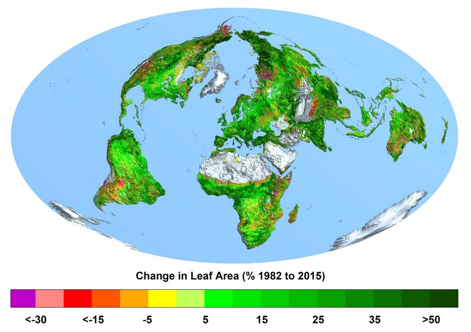 Mapa 1: Cambio de la superficie foliar mundial en porcentaje, desde 1982 a 2015. Cuanto más verde, más ha aumentado el número de hojas; cuanto más violeta, más ha disminuido el número de hojas. (Autor: Ranga B. Myneni, Universidad de Boston)