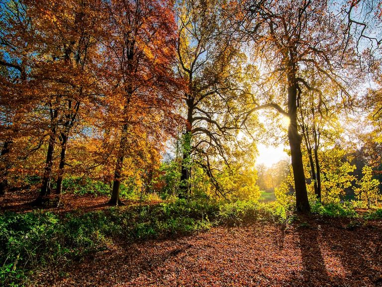 Goldener Herbst Goldener Herbst