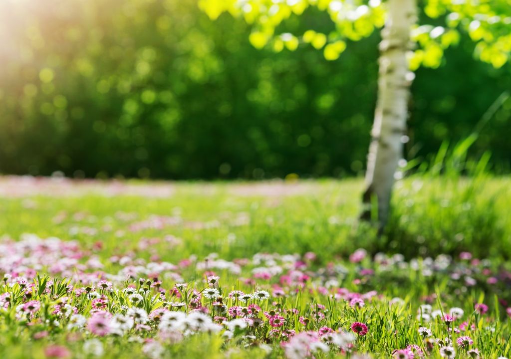 Frühsommer Frühsommer