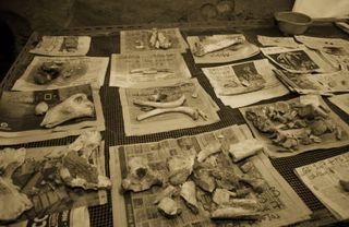 El fin de los neandertales y el enfriamiento climático