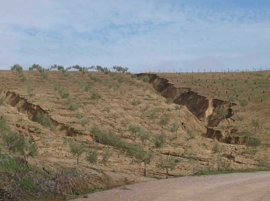Foto 1.- Olivares afectados por la erosión, en Córdoba. / Foto: José Alfonso Gómez Calero Olivares afectados por la erosión, en Córdoba. / Foto: José Alfonso Gómez Calero