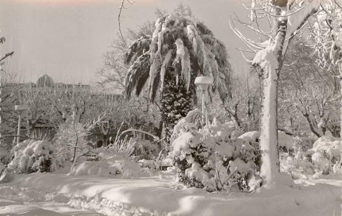 Jardín de la plaza de la estación de Figueres nevado. Colección particular de Josep M. Bernils Mach.