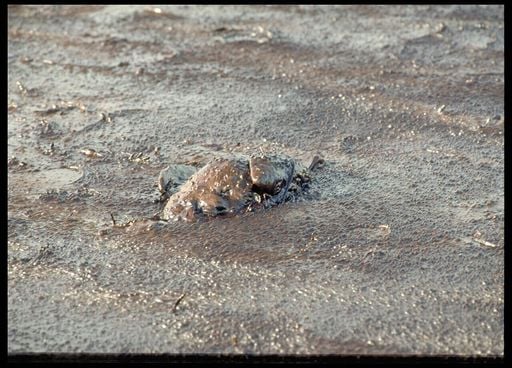 26 ans apr&egrave;s la mar&eacute;e noire de l'Erika, des oiseaux mazout&eacute;s retrouv&eacute;s en Bretagne ! Comment est-ce possible ?