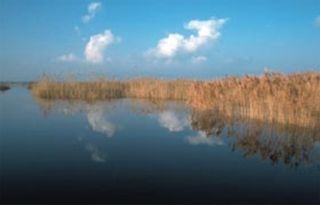 Ramsar y MedWet: proyectos para los humedales