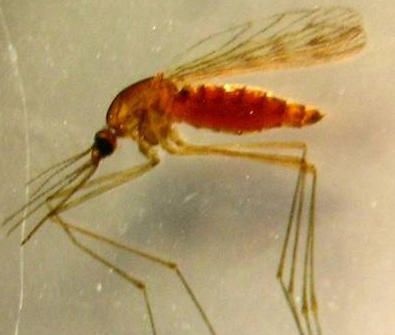 Hembra de Anopheles atroparvus, mosquito con gran capacidad de transmitir malaria Hembra de Anopheles atroparvus, mosquito con gran capacidad de transmitir malaria. Imagen: Sociedad Española de Parasitología.