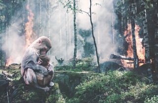 La Tierra ha perdido el 10% de sus zonas salvajes desde principios de los 90