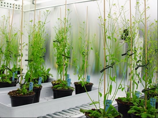 Planta del estudio: Arabidopsis