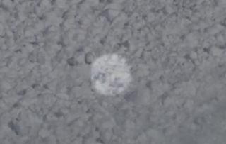 Un conejo y la avalancha de nieve