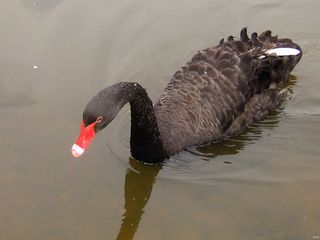 Huracanes “cisne negro”
