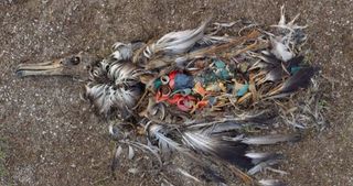 Los plásticos emiten un olor que atrae a las aves marinas