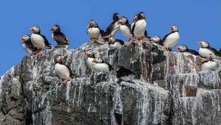 Las aves marinas retrasan el calentamiento del Ártico