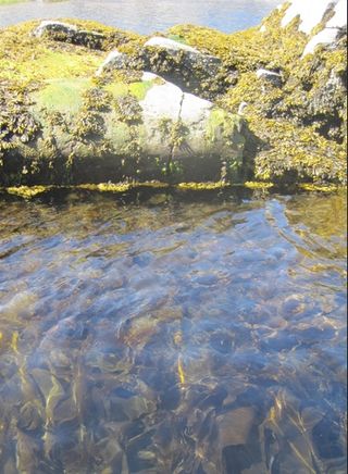 El verano ártico y los kelp