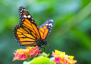 3,000 miles without a map: how monarch butterflies mastered navigation