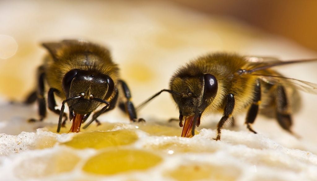 Unas 20 abejas murieron durante los siete días del viaje espacial, una cifra considerada normal dentro del desgaste de una colonia.