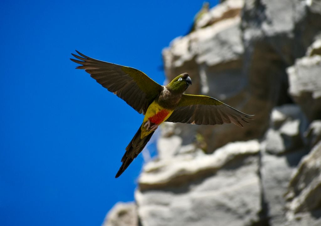 Loro Tricahue. Loro Tricahue.