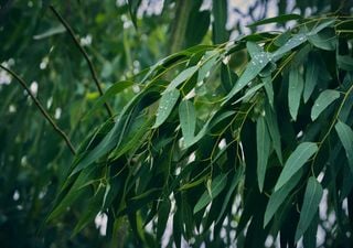 3 ways to use eucalyptus leaves to improve our health at home