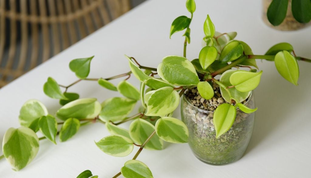 peperomía La combinación de tallos flexibles y hojas acorazonadas permite dejar que la planta caiga naturalmente o acompañar su crecimiento con algún soporte liviano.