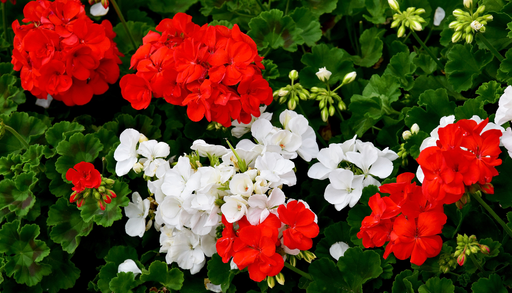 3 plantas ideales para crear arreglos espectaculares en las Fiestas Patrias