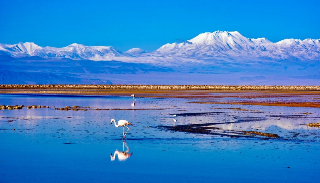 La laguna Chaxa es uno de los mejores lugares para avistar flamencos en San Pedro de Atacama.