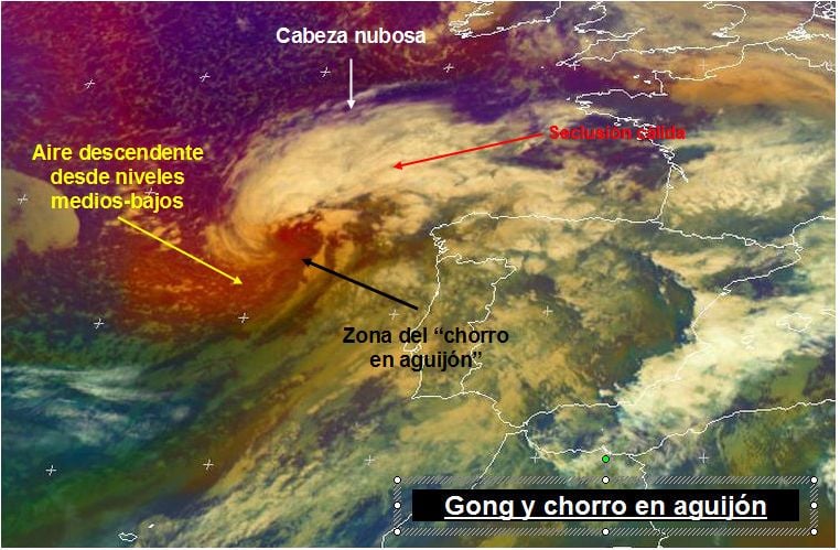 Gong ha desarrollado una estructura en aguijón durante su desarrollo explosivo. Gong ha desarrollado una estructura en aguijón durante su desarrollo explosivo.