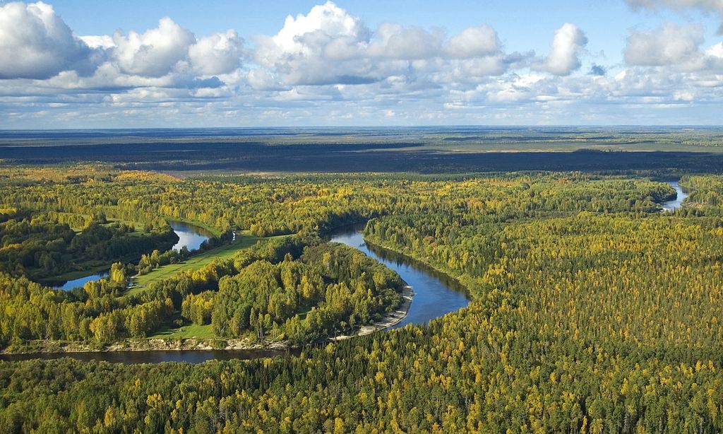 Figura 1.- Bosque de coníferas junto al río Vasyugan, en Siberia