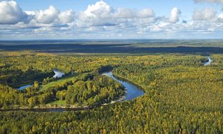 El calentamiento global sincroniza los bosques ibéricos y siberianos