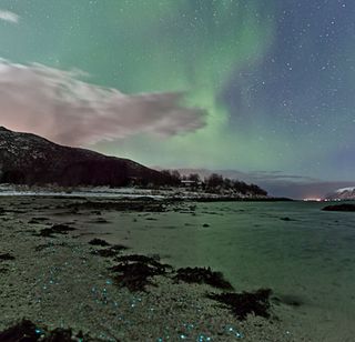 Auroras y luces microbianas