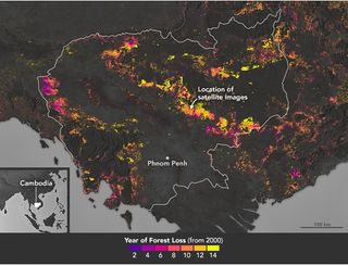 Los bosques de Camboya están desapareciendo