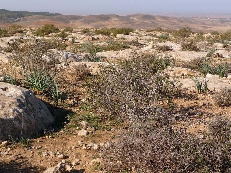 Figura 2.- Plantas rastreras en una zona árida, adaptadas a condiciones climáticas muy extremas Figura 2.- Plantas rastreras en una zona árida, adaptadas a condiciones climáticas muy extremas