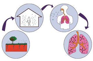 Radón y la salud pulmonar