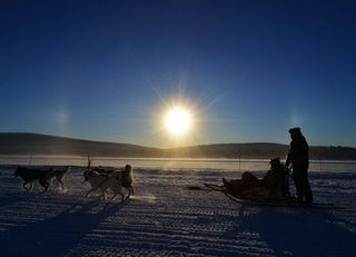 ¿Cuántos "perros" ves en la foto?