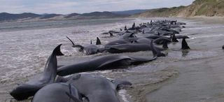 Las tormentas solares y las muertes de cetáceos en playas